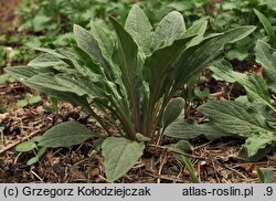 Cynoglossum officinale (ostrzeń pospolity)