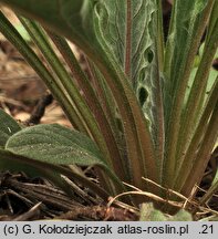 Cynoglossum officinale (ostrzeń pospolity)