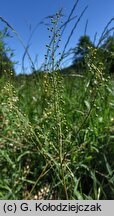 Neslia paniculata (ożędka groniasta)