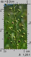 Neslia paniculata (ożędka groniasta)