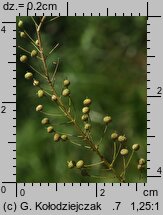 Neslia paniculata (ożędka groniasta)