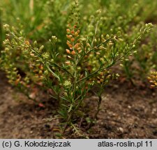 Lepidium ruderale (pieprzyca gruzowa)