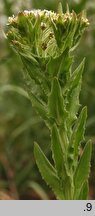 Lepidium campestre (pieprzyca polna)