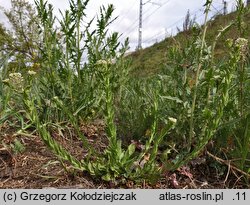 Lepidium campestre (pieprzyca polna)