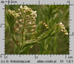 Lepidium campestre (pieprzyca polna)