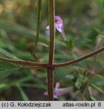 Galeopsis ladanum (poziewnik polny)