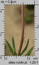 Anthyllis vulneraria ssp. vulneraria (przelot pospolity typowy)