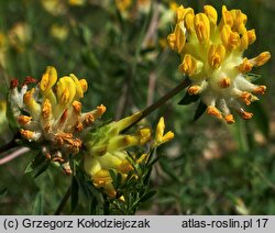Anthyllis vulneraria ssp. vulneraria (przelot pospolity typowy)