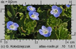 Veronica persica (przetacznik perski)