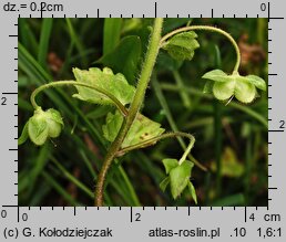 Veronica persica (przetacznik perski)