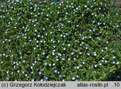 Veronica persica (przetacznik perski)