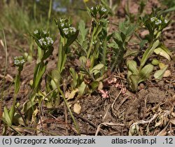 Valerianella locusta (roszpunka warzywna)