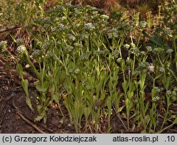 Valerianella locusta (roszpunka warzywna)