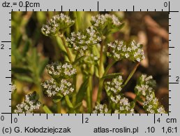 Valerianella locusta (roszpunka warzywna)