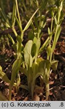 Valerianella locusta (roszpunka warzywna)