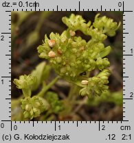 Valerianella locusta (roszpunka warzywna)