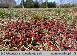 Sedum acre (rozchodnik ostry)