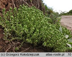 Sedum acre (rozchodnik ostry)