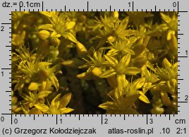 Sedum acre (rozchodnik ostry)