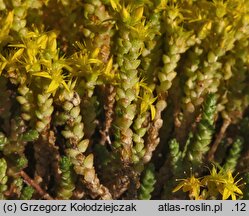 Sedum acre (rozchodnik ostry)