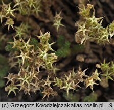 Sedum acre (rozchodnik ostry)