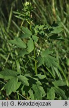 Thalictrum flavum (rutewka żółta)