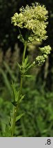 Thalictrum flavum (rutewka żółta)