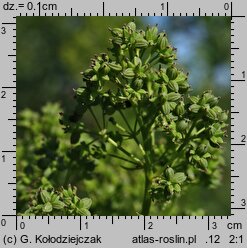 Thalictrum flavum (rutewka żółta)