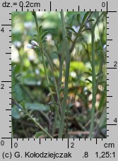 Cardamine hirsuta (rzeżucha włochata)