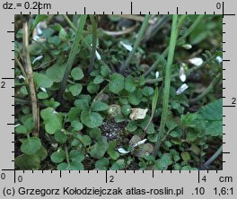 Cardamine hirsuta (rzeżucha włochata)