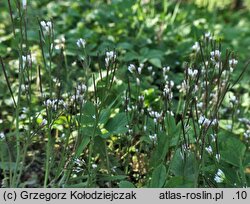 Cardamine hirsuta (rzeżucha włochata)