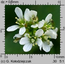 Cardamine hirsuta (rzeżucha włochata)