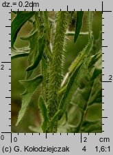 Sisymbrium loeselii (stulisz Loesela)
