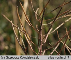 Sisymbrium loeselii (stulisz Loesela)