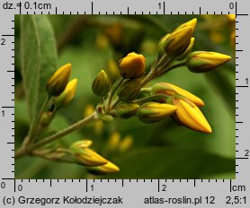 Lysimachia vulgaris (tojeść pospolita)