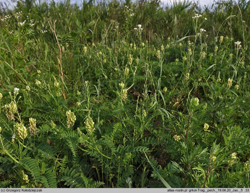 Astragalus cicer (traganek pęcherzykowaty)