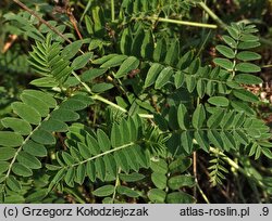 Astragalus cicer (traganek pęcherzykowaty)