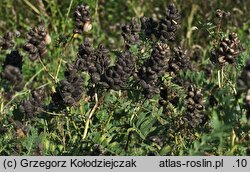 Astragalus cicer (traganek pęcherzykowaty)