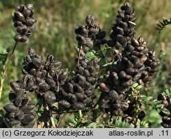 Astragalus cicer (traganek pęcherzykowaty)