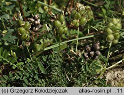 Astragalus cicer (traganek pęcherzykowaty)