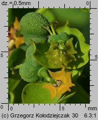 Euphorbia esula (wilczomlecz lancetowaty)