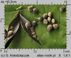 Vicia sepium (wyka płotowa)