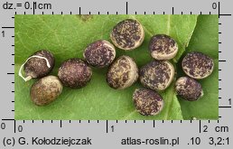 Vicia sepium (wyka płotowa)