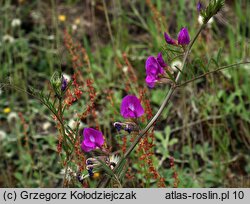 Vicia angustifolia (wyka wÄ…skolistna)