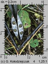 Vicia angustifolia (wyka wÄ…skolistna)