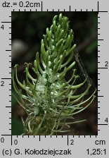 Phyteuma spicatum (zerwa kÅ‚osowa)
