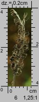 Phyteuma spicatum (zerwa kÅ‚osowa)
