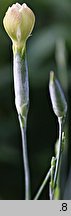 Dianthus leptopetalus