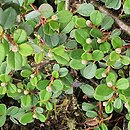 Cotoneaster procumbens (irga płożąca)