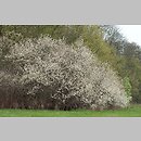 znalezisko 20020421.1.02 - Prunus spinosa (śliwa tarnina); dolina Bystrzycy, okolice Wrocławia